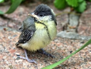 black and yellow sparrow thumbnail