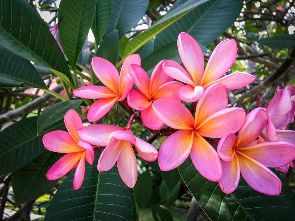 Flowers, Plumeria, Frangipani, Exotic, flower, pink color preview