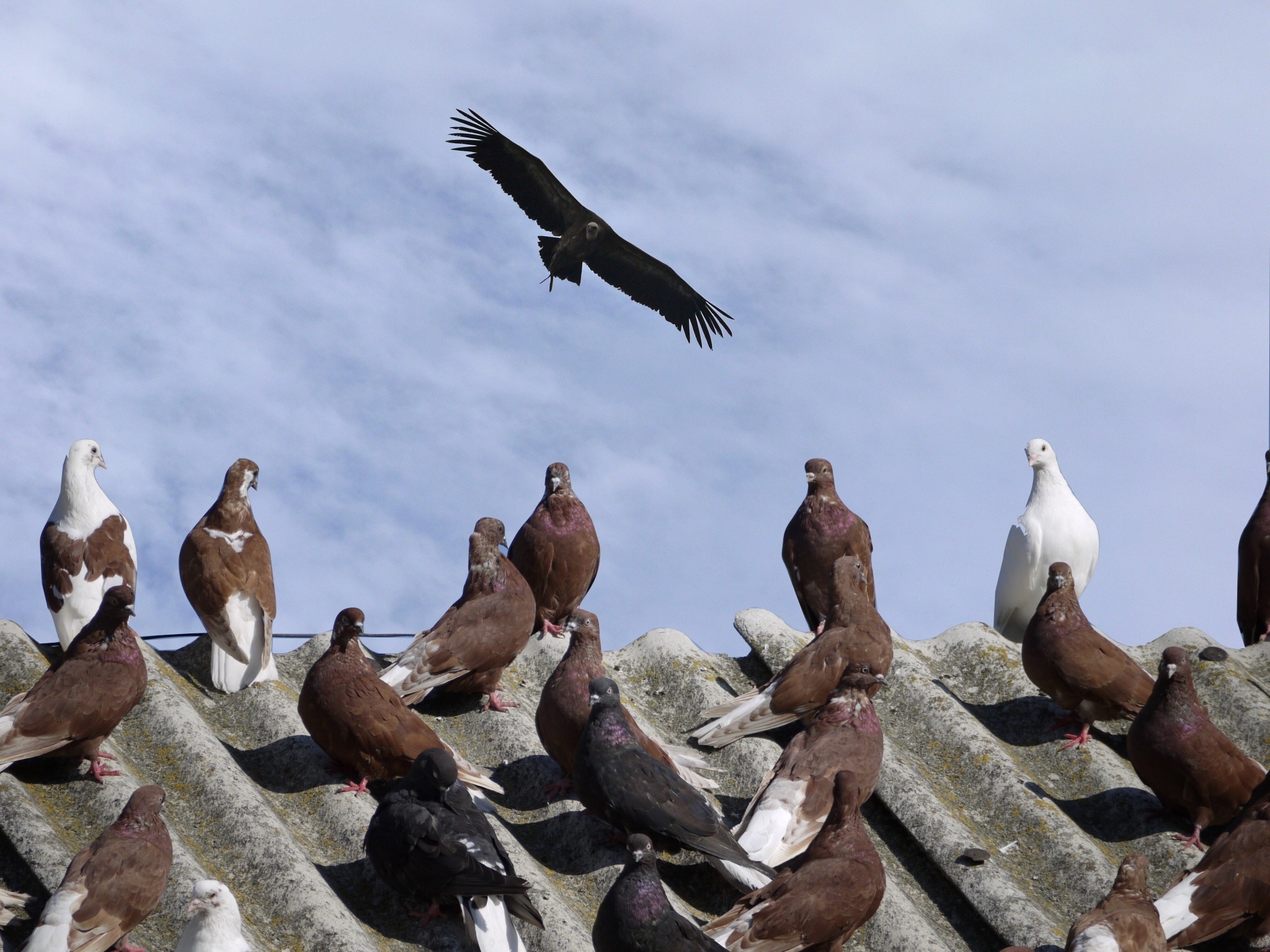 flock of pigeons