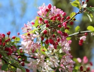 Spring, Blossom, Cherry, Pink, White, flower, plant thumbnail