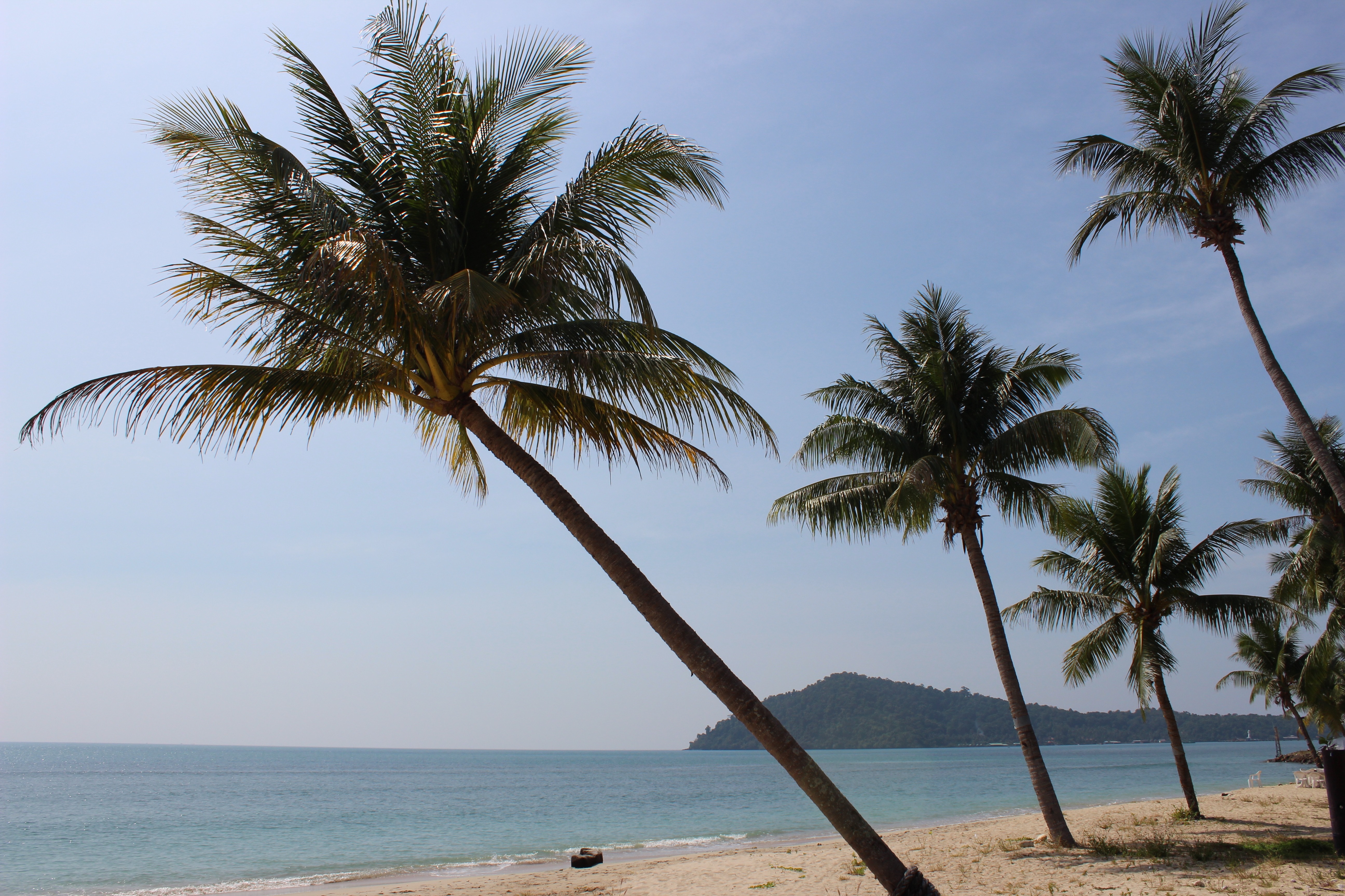 Таиланд пальмы