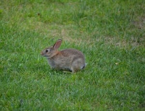 brown rabbit on grassfield thumbnail