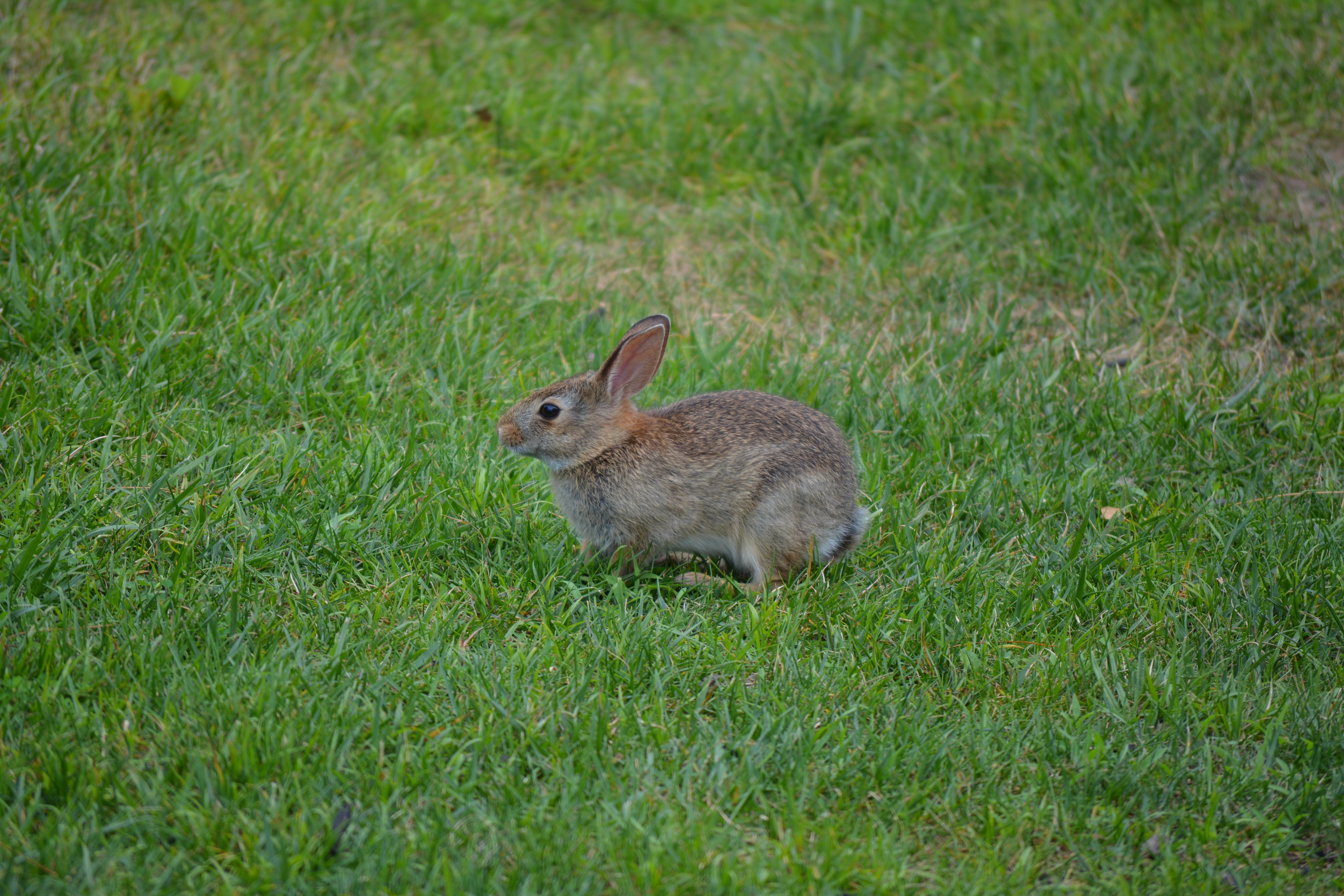 brown rabbit on grassfield