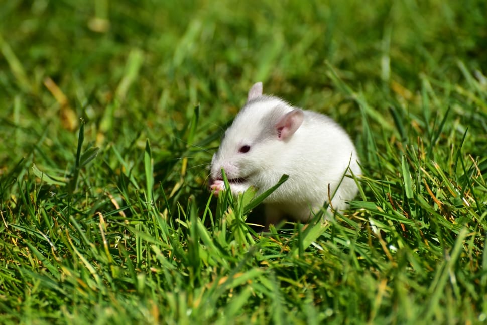 white and grey mouse free image | Peakpx