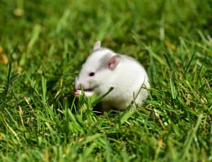 white and grey mouse thumbnail