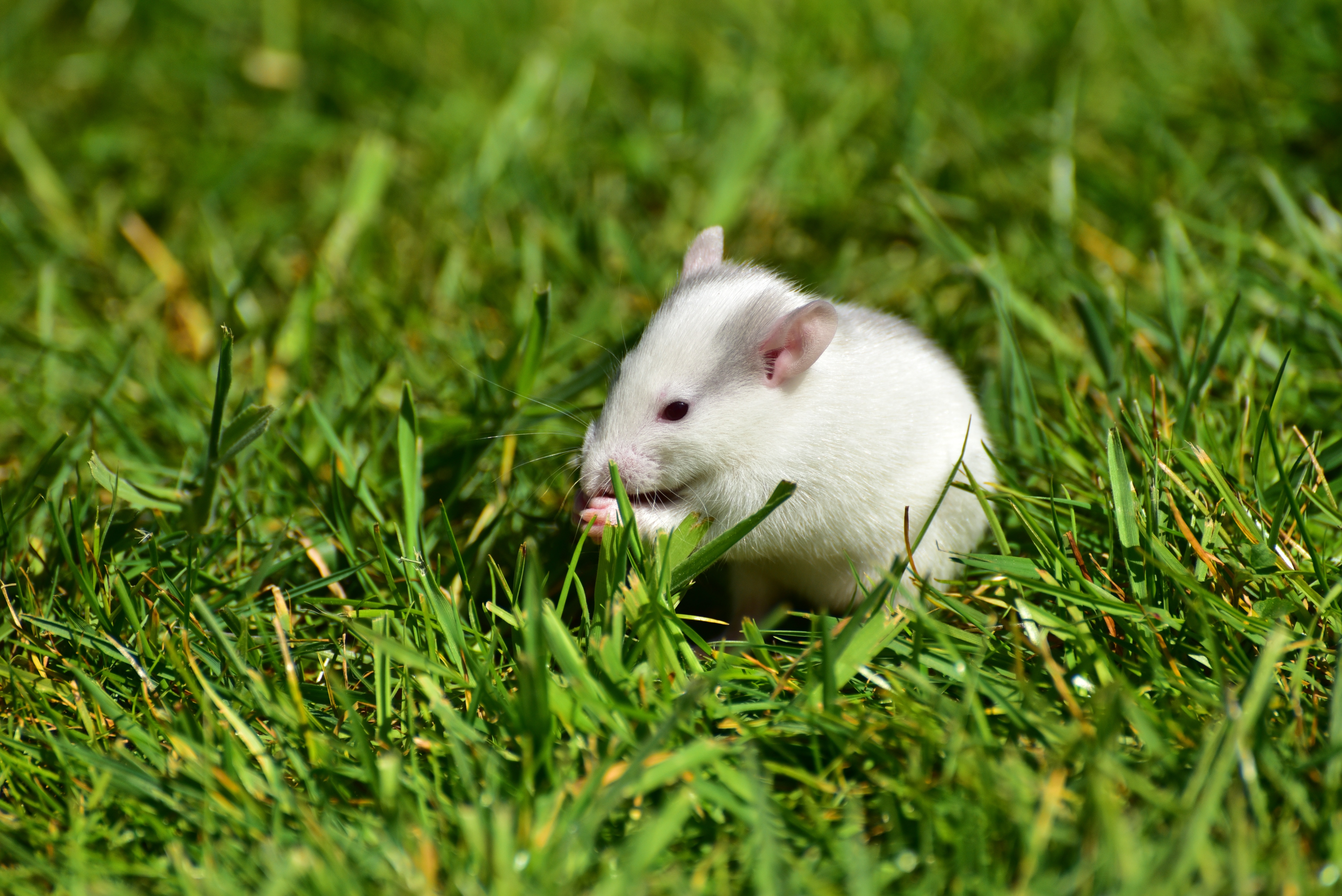 white and grey mouse