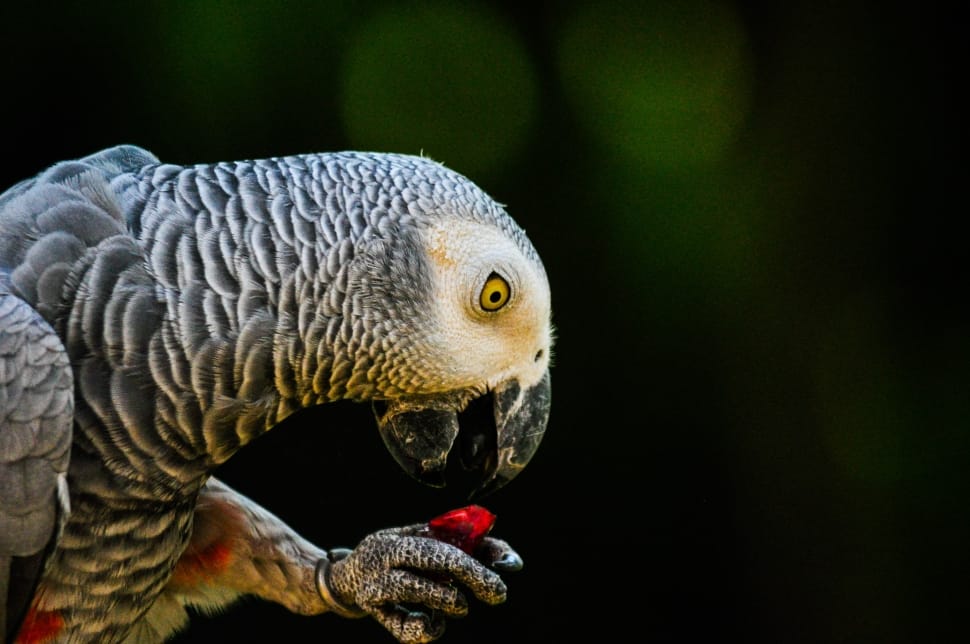 grey parrot preview