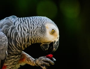 grey parrot thumbnail