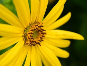 Blossom, Sun Flower, Yellow, Close, flower, yellow thumbnail