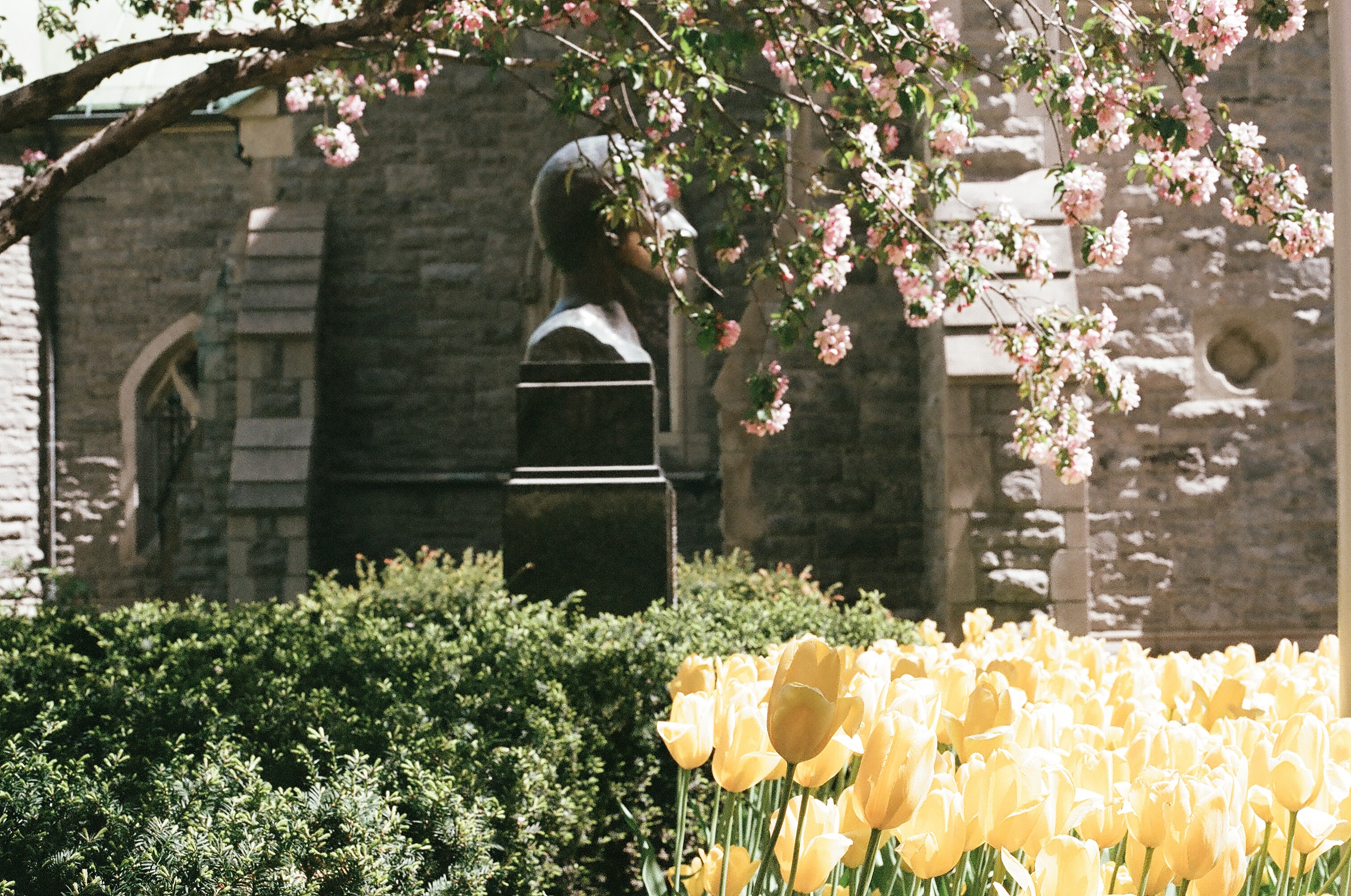 yellow tulips and man head bust