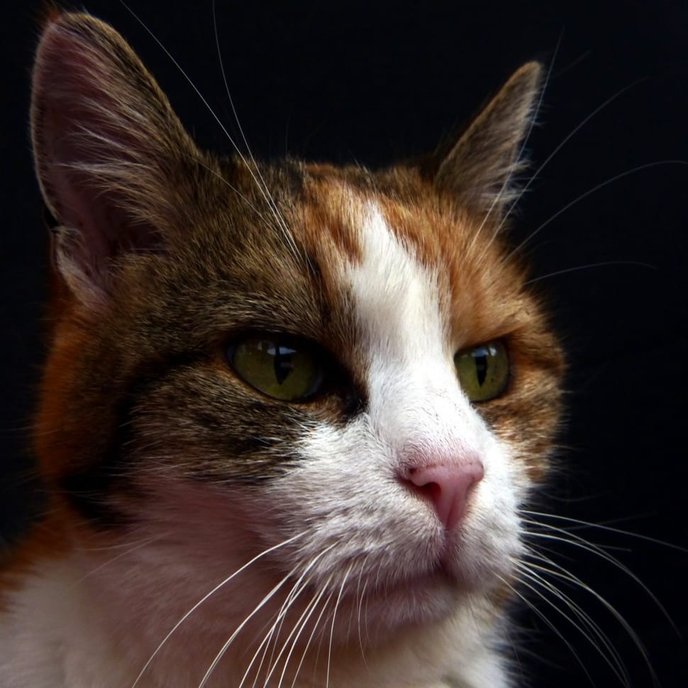 calico cat free image | Peakpx