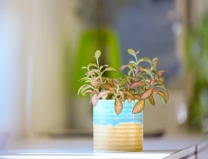 potted green and brown plant thumbnail