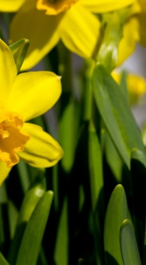 yellow daffodil close up photography at daytime thumbnail