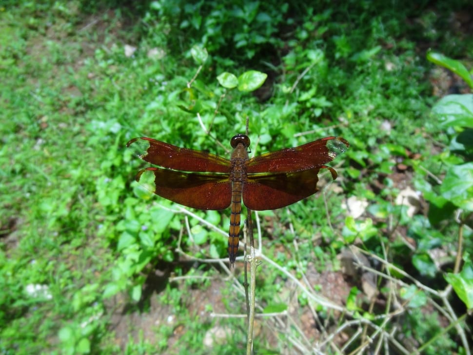 brown dragonfly preview
