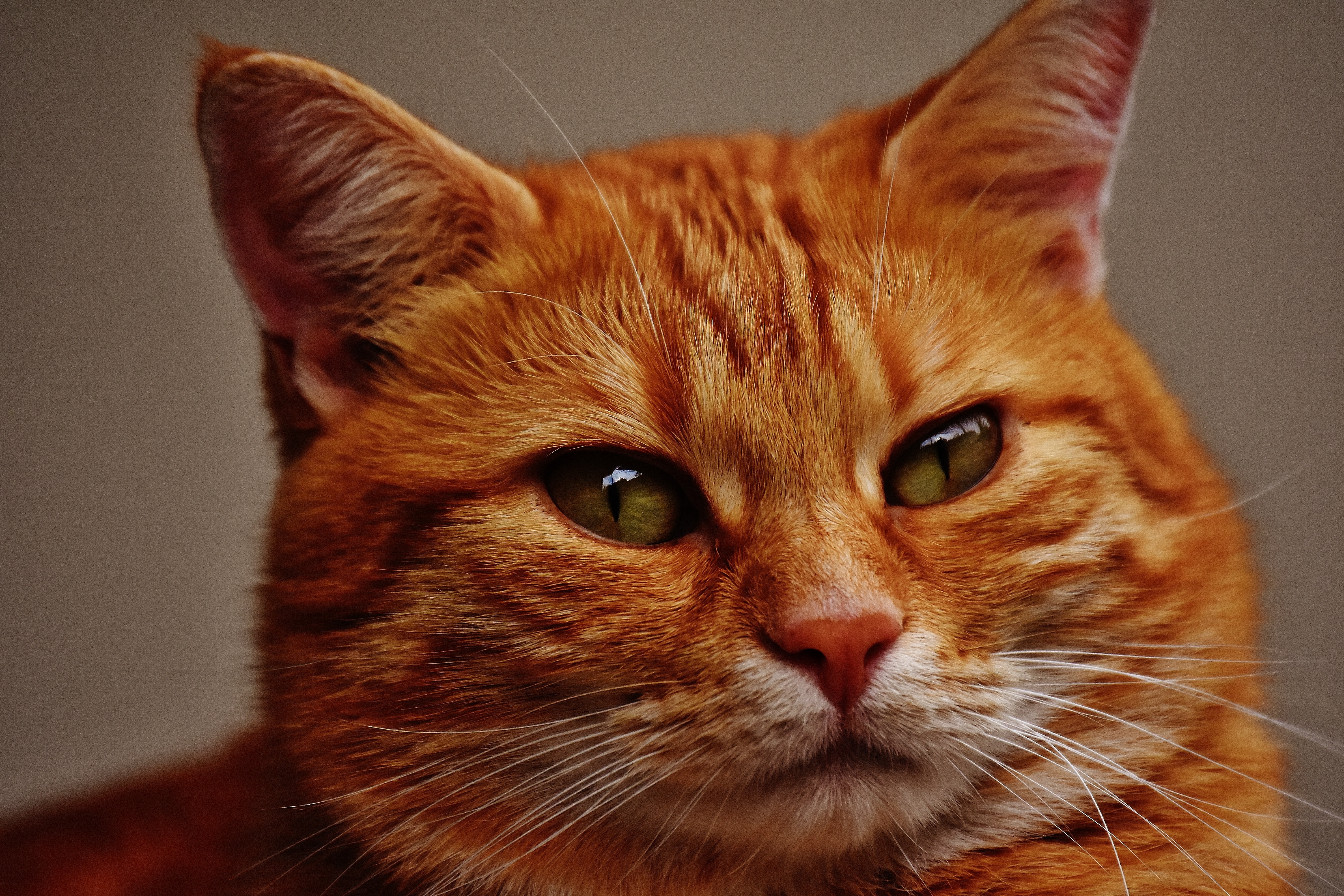 Хитрый кот в мексике живет. Европейская короткошерстная табби рыжий. Рыжий кот. Рыжий котик. Наглый рыжий кот.