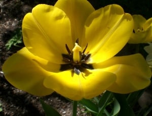 yellow petal  flowers thumbnail