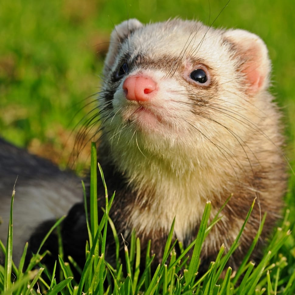 brown ferret preview