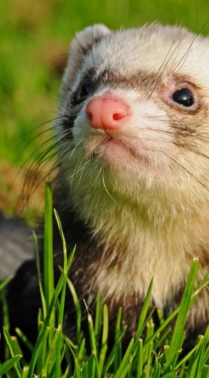 brown ferret thumbnail