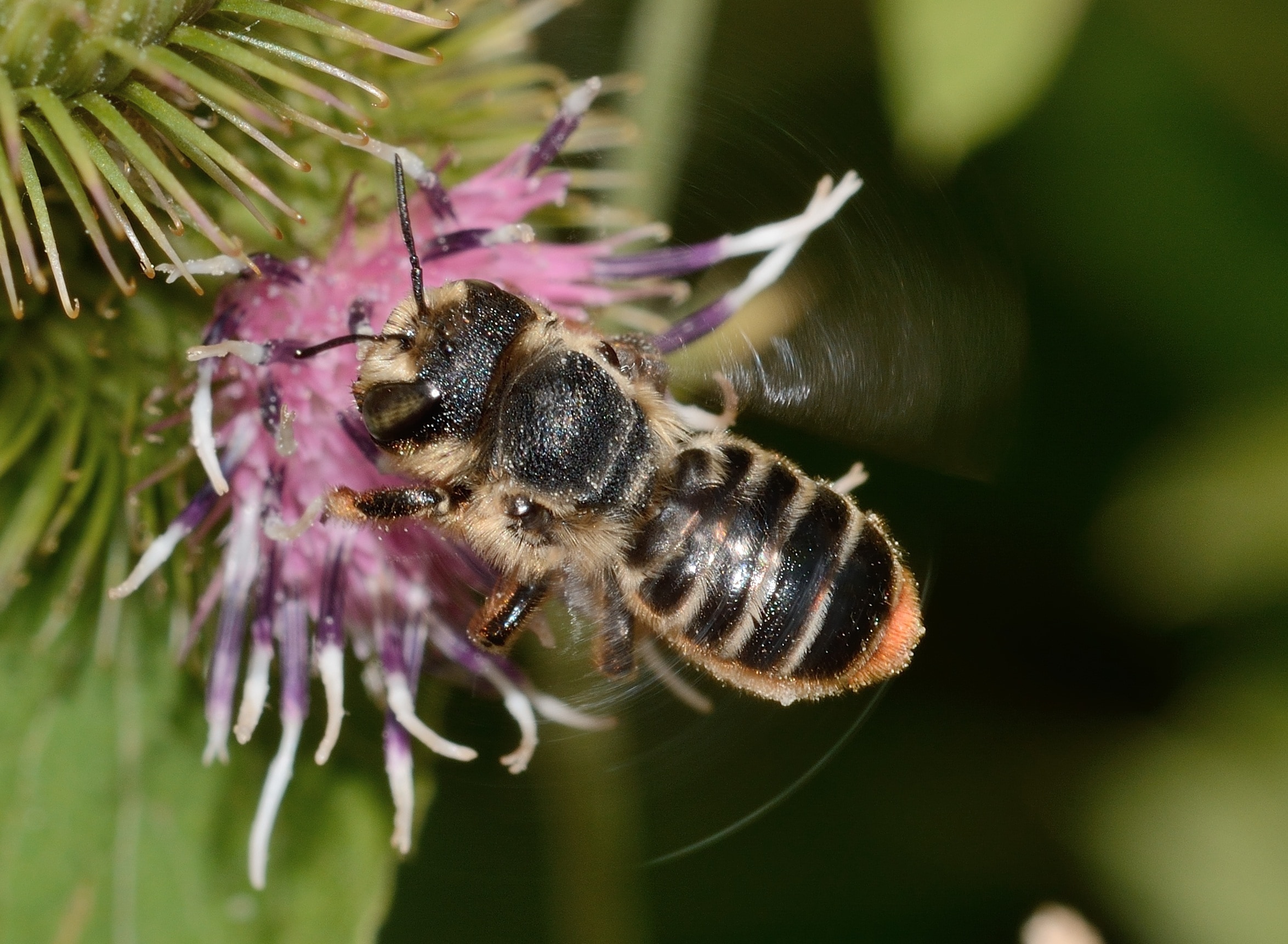 Опылители чудо. Megachile centuncularis. Пчела мегахила гнездо. Дикие Лесные пчелы Подмосковья. Дикая медоносная пчела.