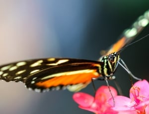 Wing, Butterfly, Probe, Fly, Insect, insect, one animal thumbnail