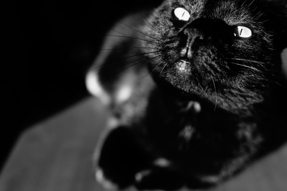 black cat photo preview