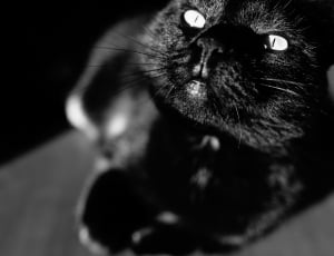 black cat photo thumbnail