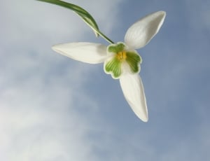 Snowdrop, Garden, Flowers, Spring, Bulbs, flower, close-up thumbnail
