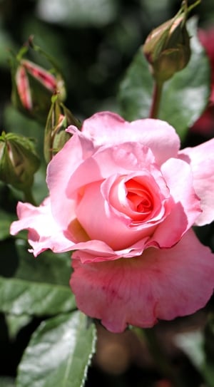 Nature, Bloom, Rose, Flower, Blossom, flower, rose - flower thumbnail