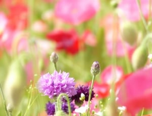 purple multi petaled flowers thumbnail