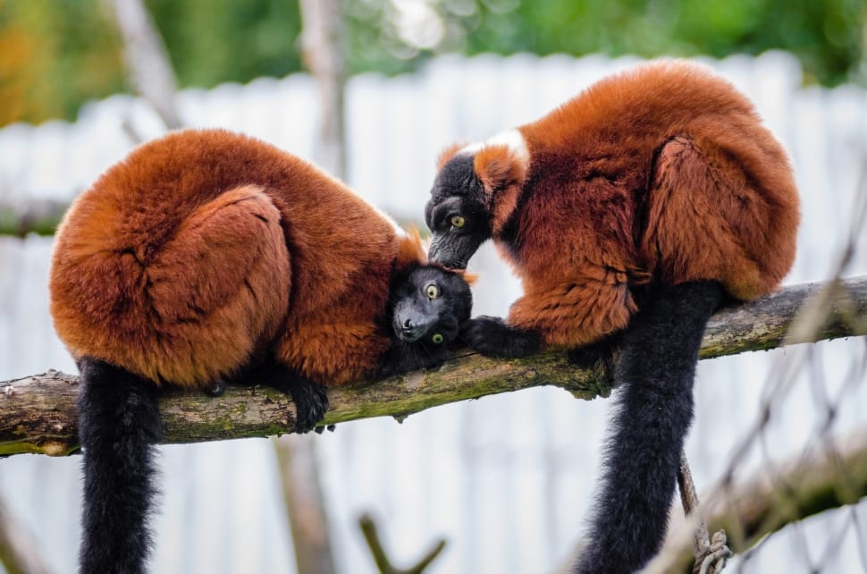 two Red Ruffed Lemurs on branch preview