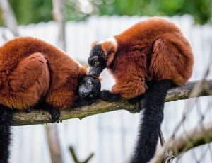 two Red Ruffed Lemurs on branch thumbnail