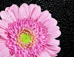 Chrysanthemum, Nature, Flower, Plant, flower, pink color thumbnail