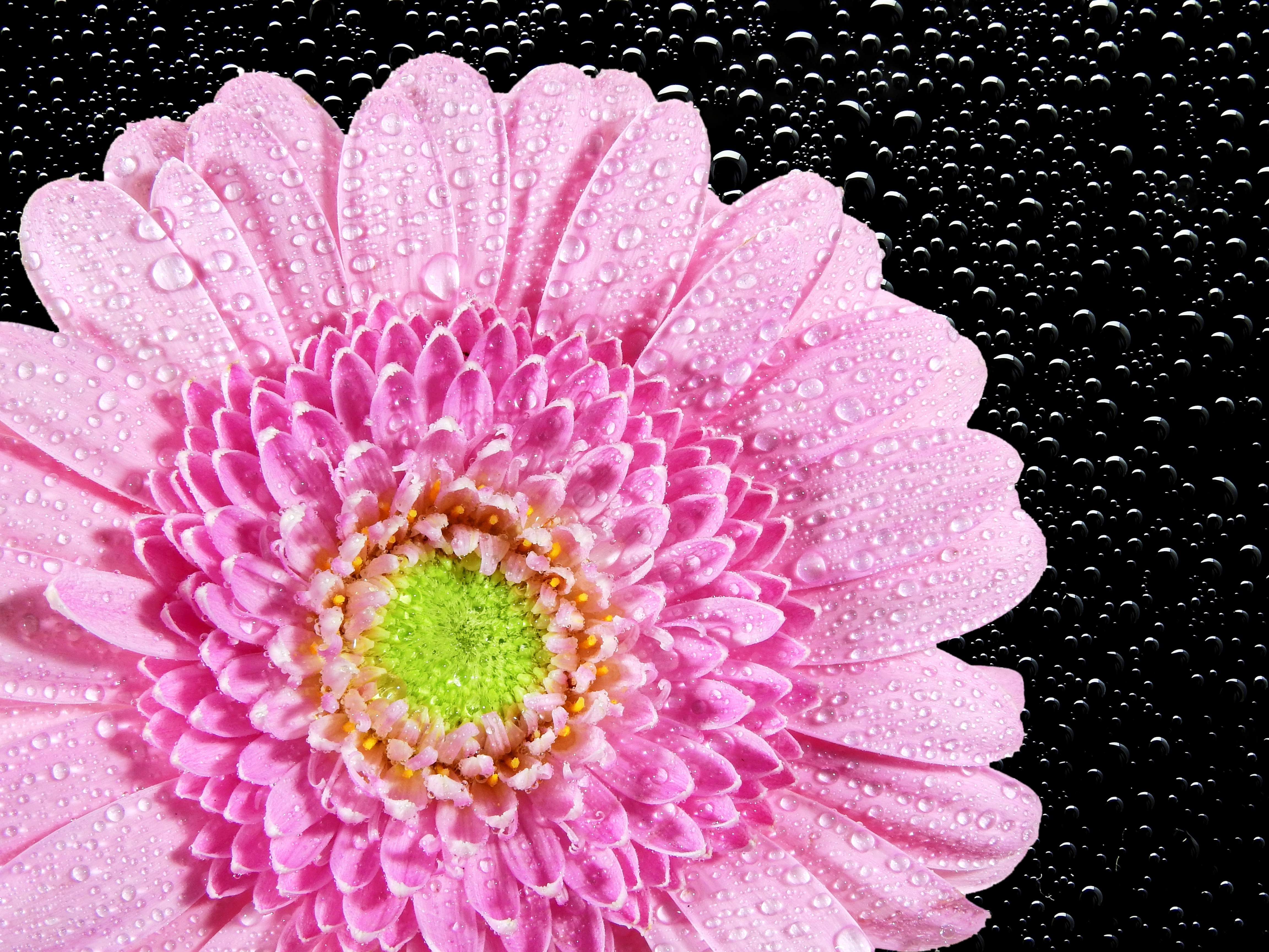 Chrysanthemum, Nature, Flower, Plant, flower, pink color