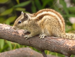 brown squirrel on tree during daytime thumbnail