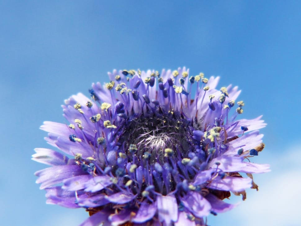 Blue, Lilac, Detail, Flower Forest, flower, purple preview