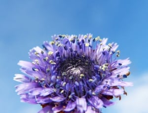 Blue, Lilac, Detail, Flower Forest, flower, purple thumbnail