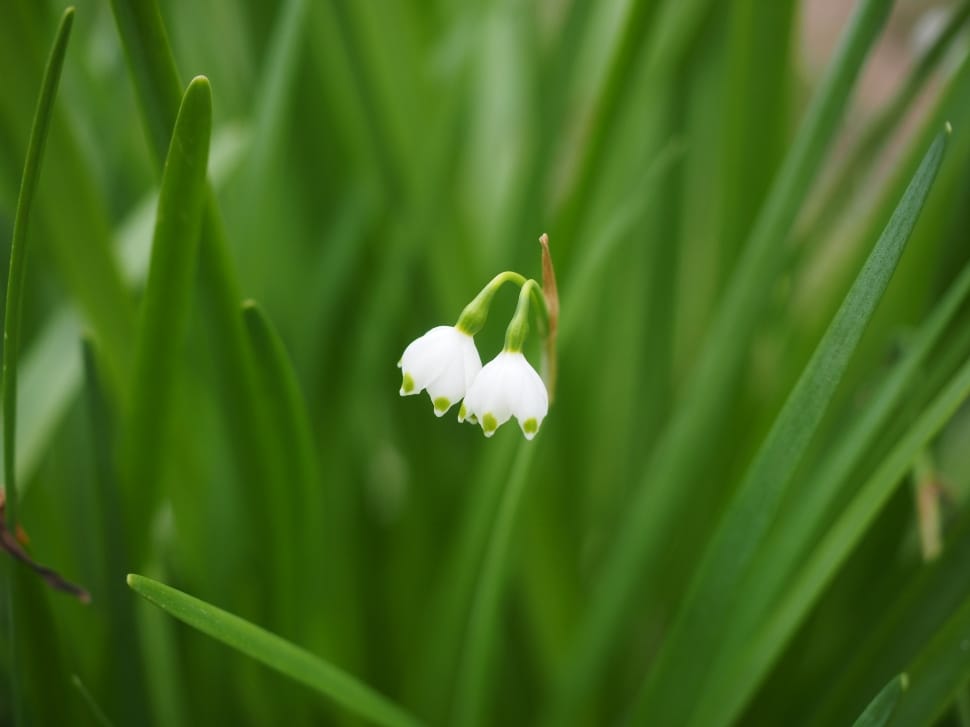 shallow focus photography of two white flowers preview