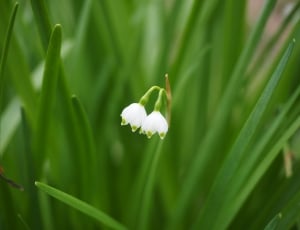 shallow focus photography of two white flowers thumbnail