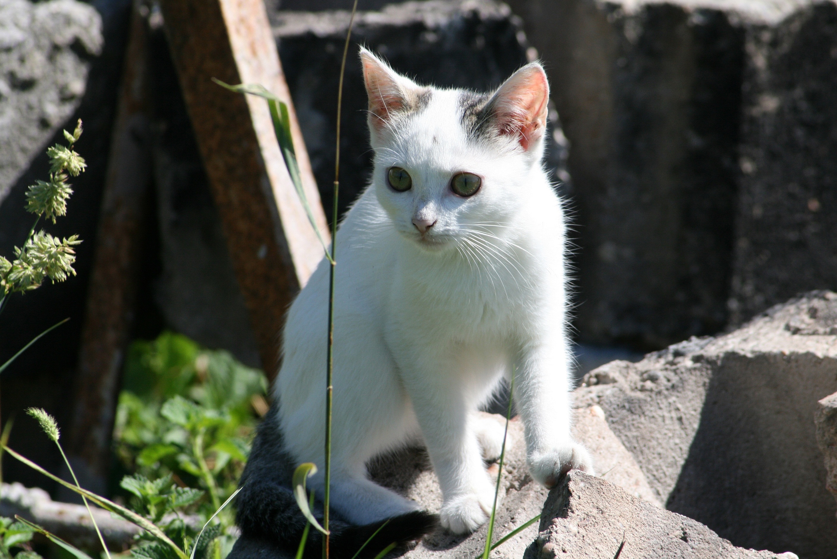 Котенок с улицы. Белая кошка на природе. Белый желтоглазый кот на природе. Stray Cat nature.