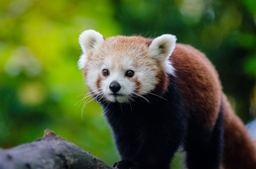 Red Panda preview