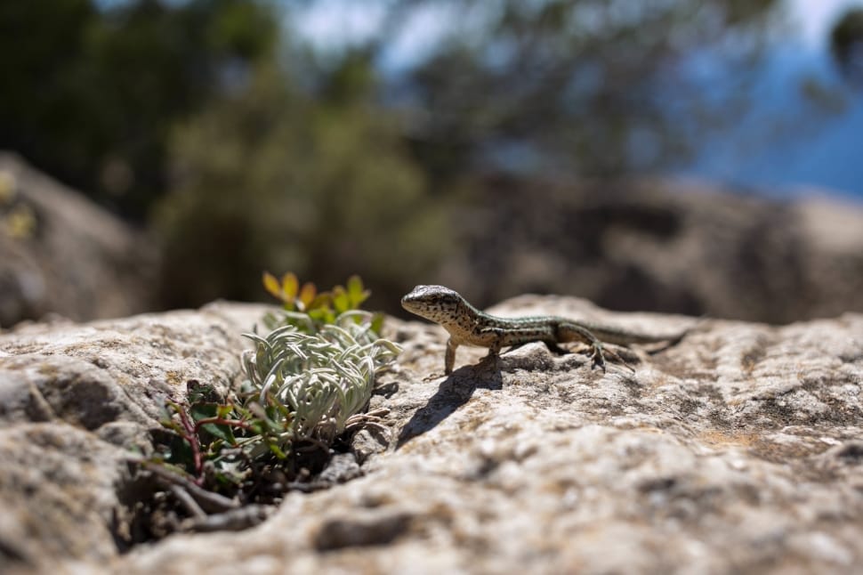 brown and black lizard on grey rock during daytime preview