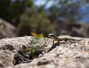 brown and black lizard on grey rock during daytime thumbnail