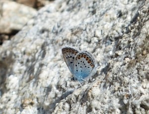 silvery studded butterfly thumbnail