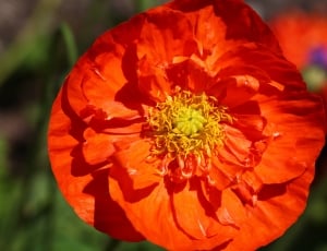 Poppy, Blossom, Orange, Flower, Bloom, flower, freshness thumbnail