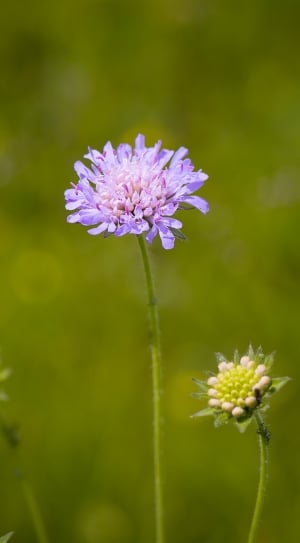 Deaf-Skabiose, Scabiosa Columbaria, flower, nature thumbnail