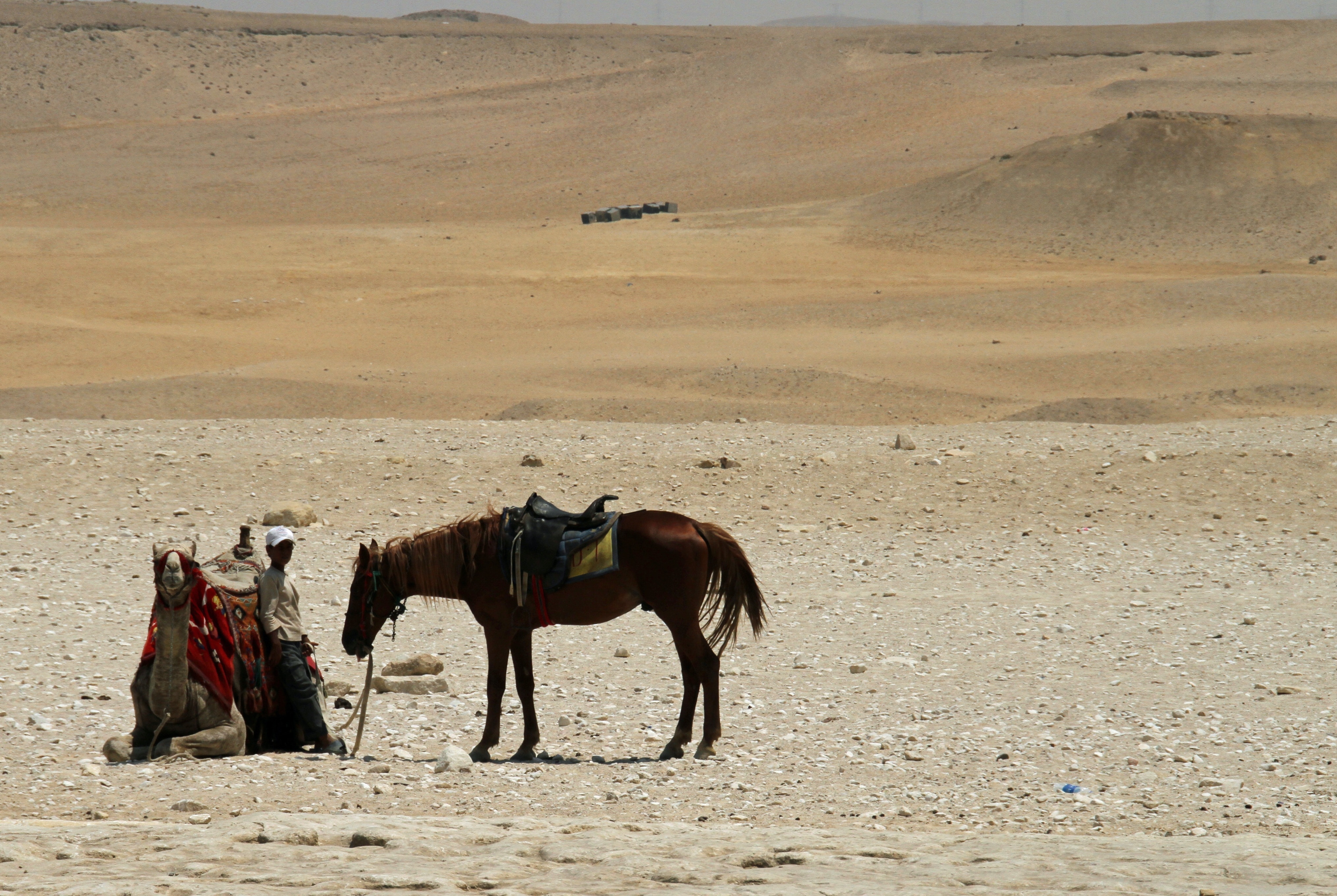brown horse and gray camel