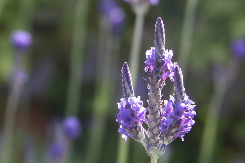 Purple, Lavender, Purple Flower, Flower, purple, growth preview