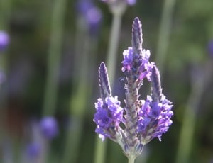 Purple, Lavender, Purple Flower, Flower, purple, growth thumbnail
