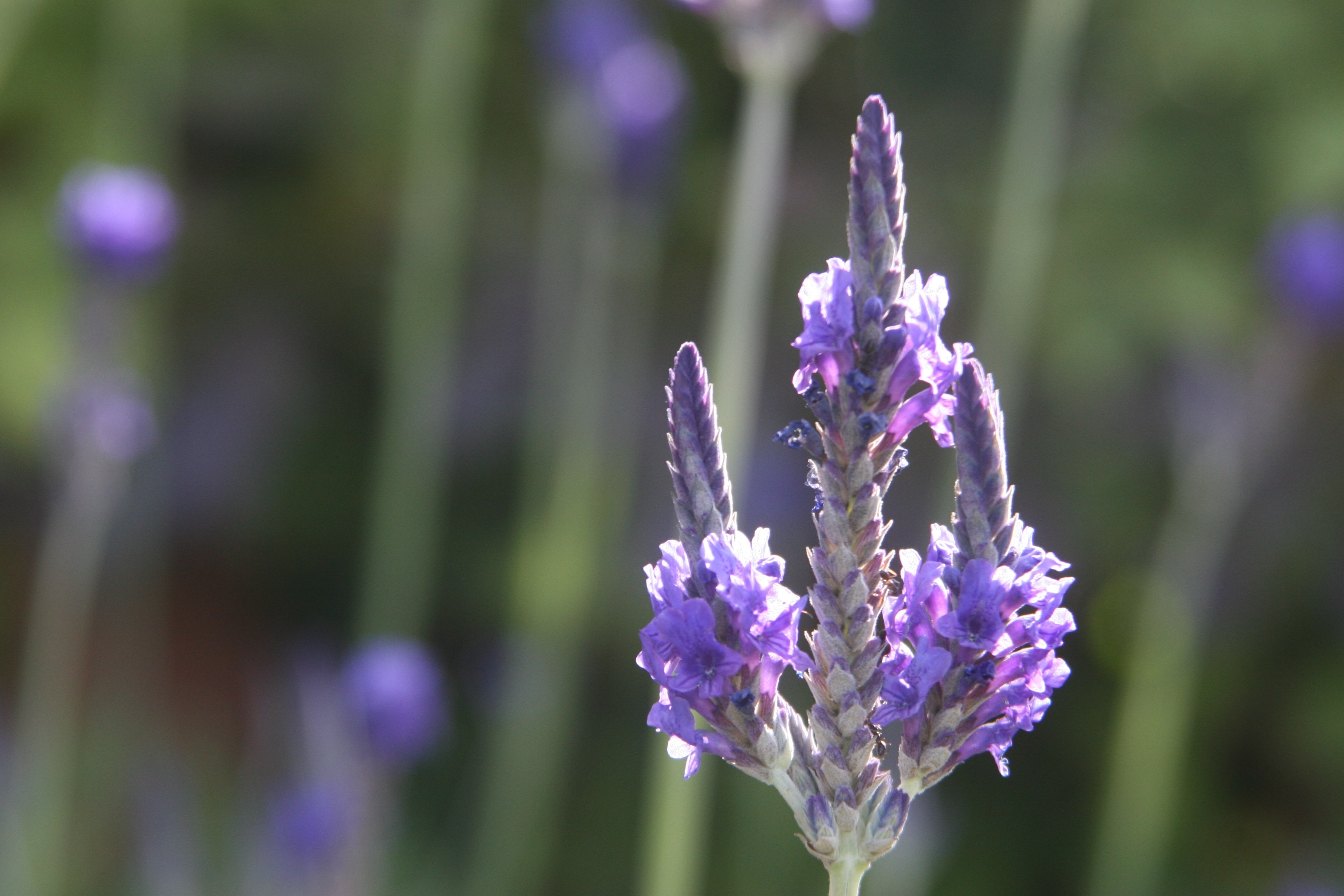 Purple, Lavender, Purple Flower, Flower, purple, growth