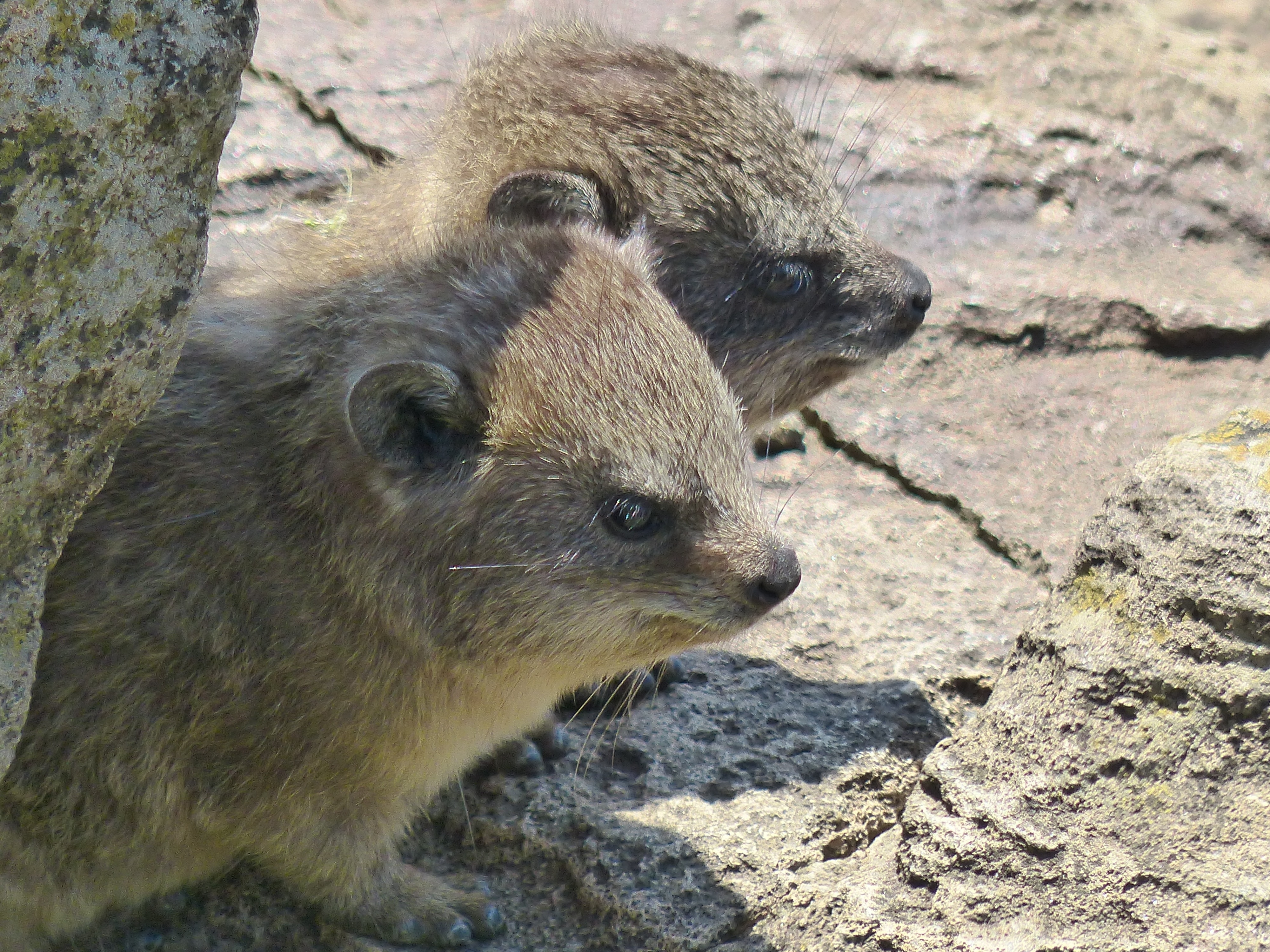2 grey short fur animal during daytime